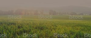 foggy field